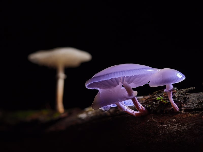 Enchanted mushrooms